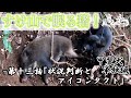 甲斐犬単独猟 第十三話「状況判断とアイコンタクトで猪を獲る」Japanese hunting kaidog