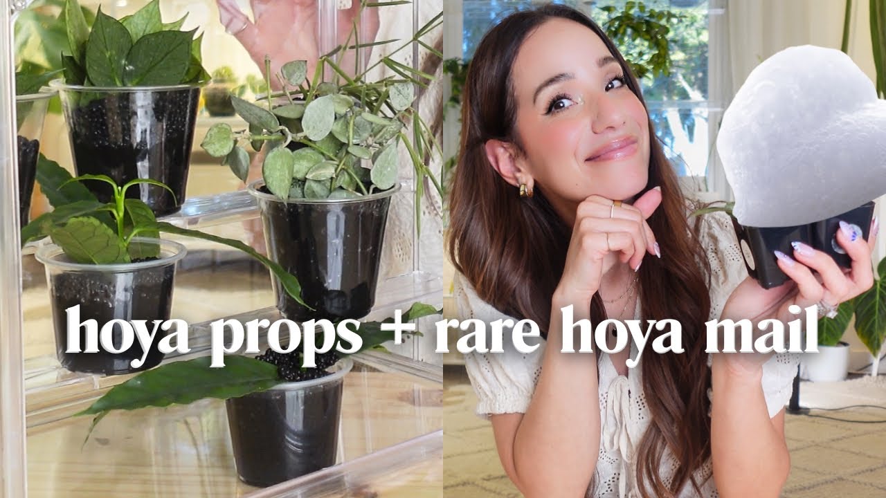 Размножение хойи, новая коробка для реквизита✨+ распаковка растений по почте🌿