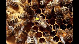 Queen bee marker pen set - home queen marking