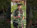 One of the most common questions we get every summer is: "Should I remove the suckers from my tomato