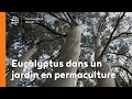 Eucalyptus dans un jardin en permaculture 