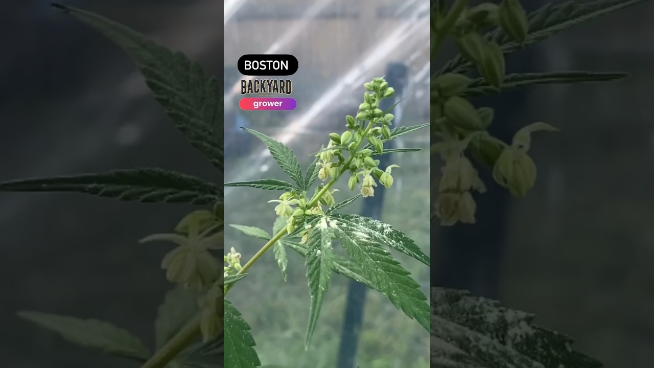 Как собирать пыльцу конопли 