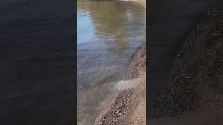 Чудское озеро #природныепейзажи #лохусуу #чудскоеозеро