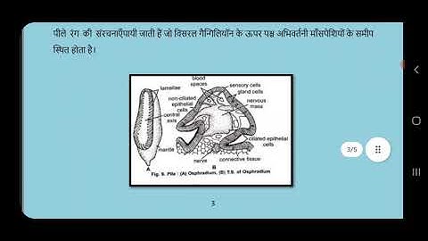 B.Sc. Part II Structure and Function of Invertebrate types 1/9/21
