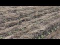 Давайте вдосконалювати No-till