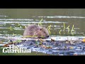 Beavers thriving after being reintroduced to English wild