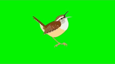 Bird Singing sounds green screen animation effect HD video | background Animation NCR