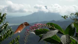 The Ruby- throated Hummingbird