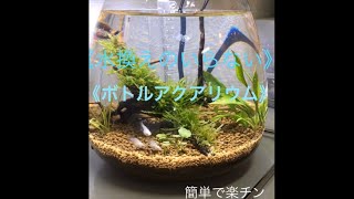 ボトルアクアリウム 水換え不要 でオシャレでメンテ楽チン メダカ アクアリウム Youtube