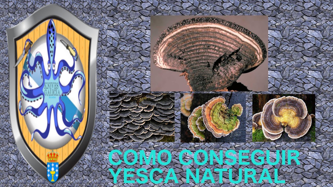 Como conseguir yesca natural