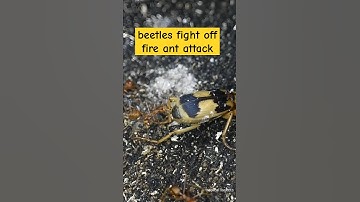 bombardier - beetles fight off fire ant attack #bombardier #fireants