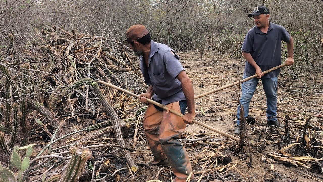 O HERMANO E O NALDO RECEBE AJUDA DO PIAUIENSE GEOVANE PARA FAZER COIVARA DE XIQUE-XIQUE MACAMBIRA PB