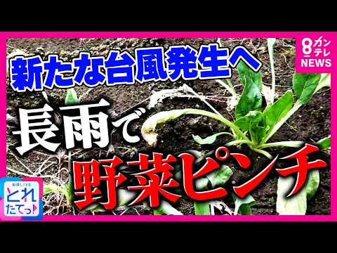 「ほうれん草がほぼ全滅」異例の長雨で野菜が高騰 ブロッコリー価格は“約2倍”に 畑も耕せずミカン育たず…農家が悲鳴 新たな“台風”も発生へ｜旬感LIVE とれたてっ!〈カンテレNEWS〉