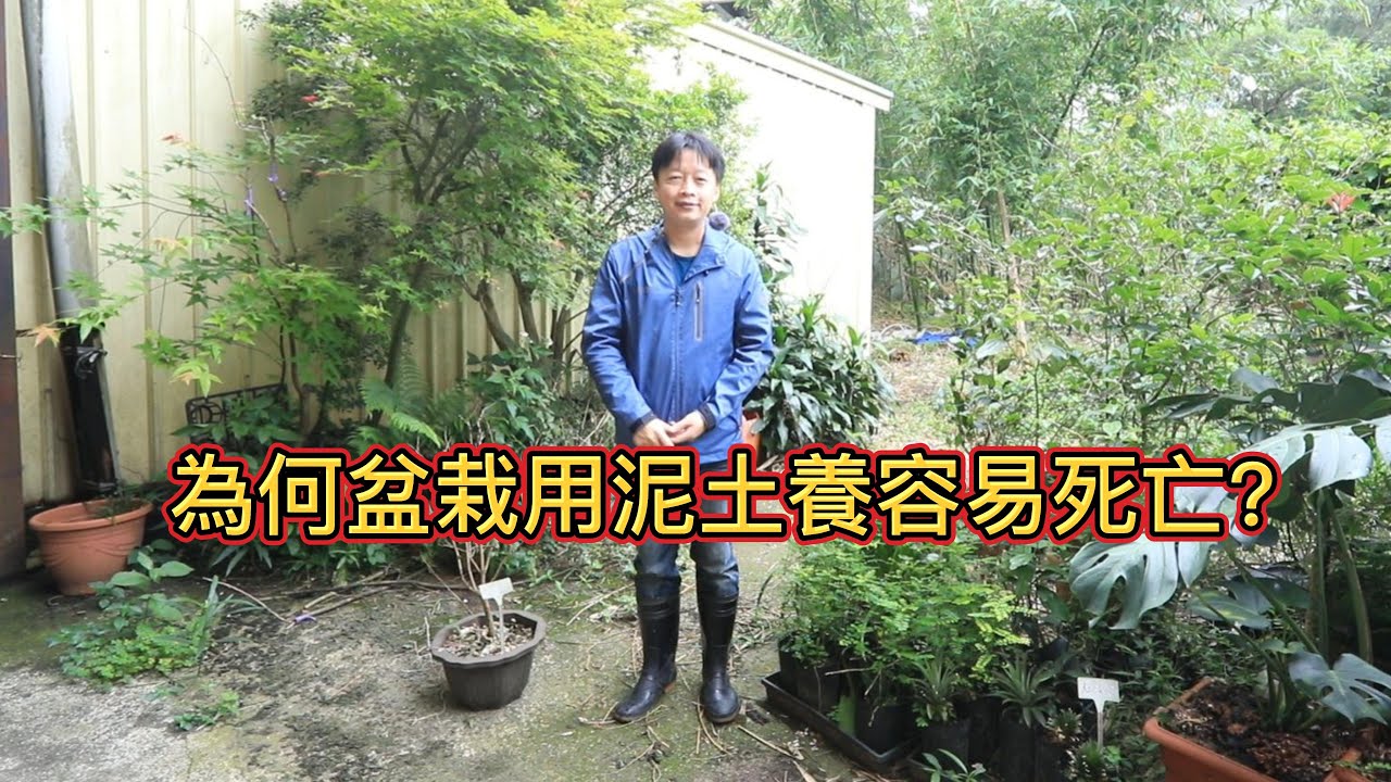 為何盆栽用泥土養容易死亡【2022/05/22】