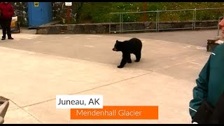 Mendenhall Glacier - Black Bears