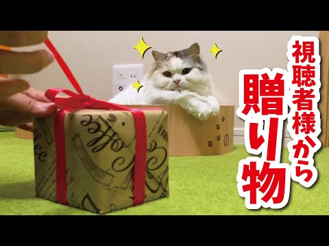 【感謝】視聴者様からのプレゼントがうれしすぎて大興奮する猫