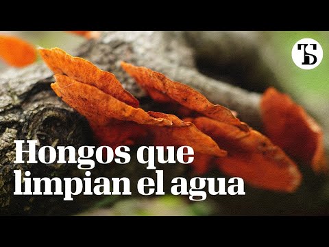 El potencial de los hongos para limpiar el agua