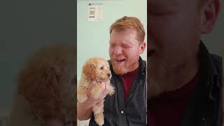 The Goldendoodle