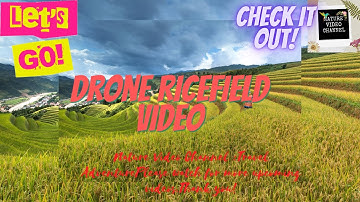Nature Video Channel:Rice Field on sunrise. Video Shot Aerial Drone