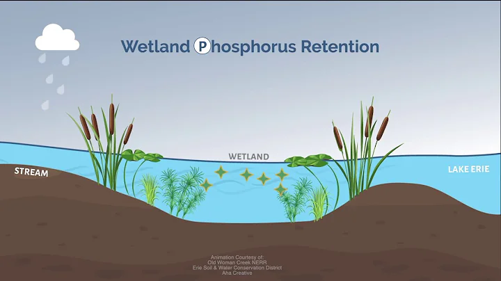 How Wetlands Work - DayDayNews