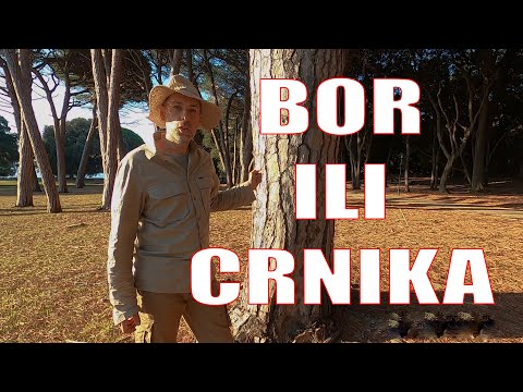 Video: Hrast crnika: opis