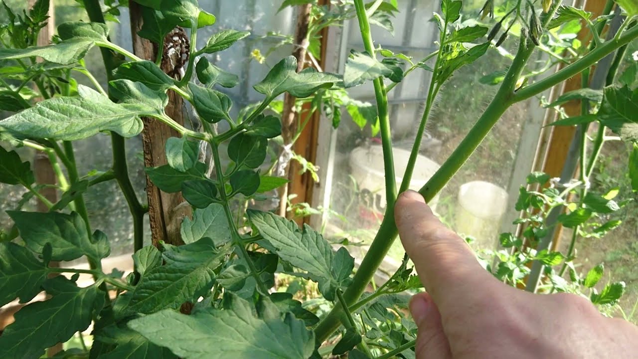 Pestovanie rajčiakov - vylamovanie výhonkov.