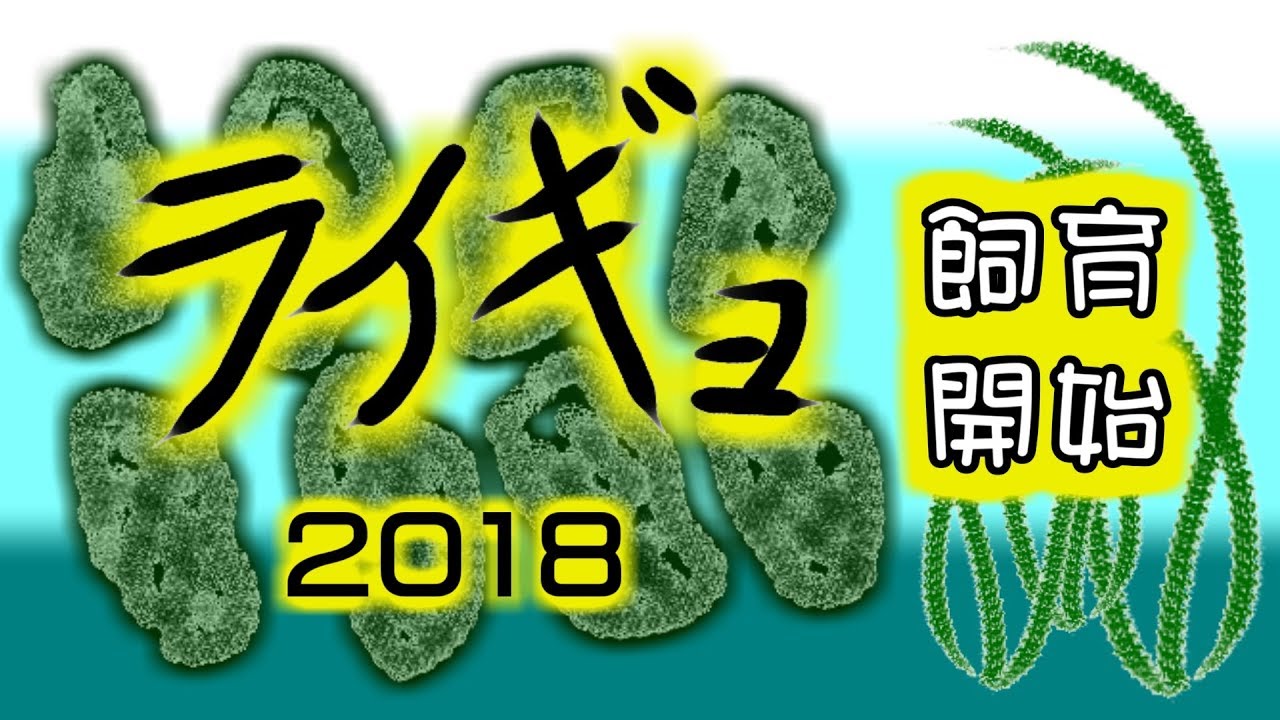 野鳥雨靴 雷魚飼育2018 外来生物をエサに大きく育てる(開始~2か月の状況)