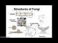 Fungi and Their Importance