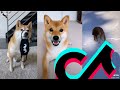 The Most Sweetest Shiba Inu TikTok Compilation | Dogs Of TikTok