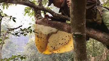 Chạm Mặt Ong Khoái Vàng Căng Mật Trên Cây Ngiến Đất | Ong Rừng Đông Bắc