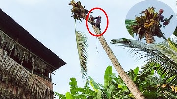 Cưa Hạ Cây Dừa Nghiêng Vào Nhà Bếp / Saw Down Leaning Coconut Tree Into the Kitchen | Tập 602