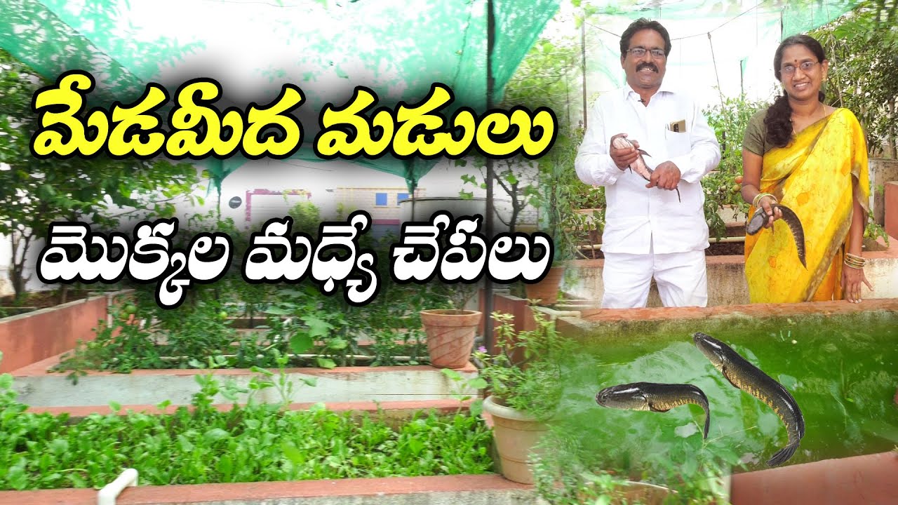 Садоводы выращивают рыбу корра на крышах своих домов | Рыба в саду | Рамеш Редди