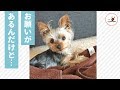 「おねだりの達人✨ 」可愛くママにおねだりしちゃうワンコ❤️【PECO TV】