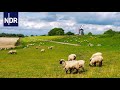 Vom Schaf zum Pulli - Der Weg der Wolle | Die Nordreportage | NDR Doku