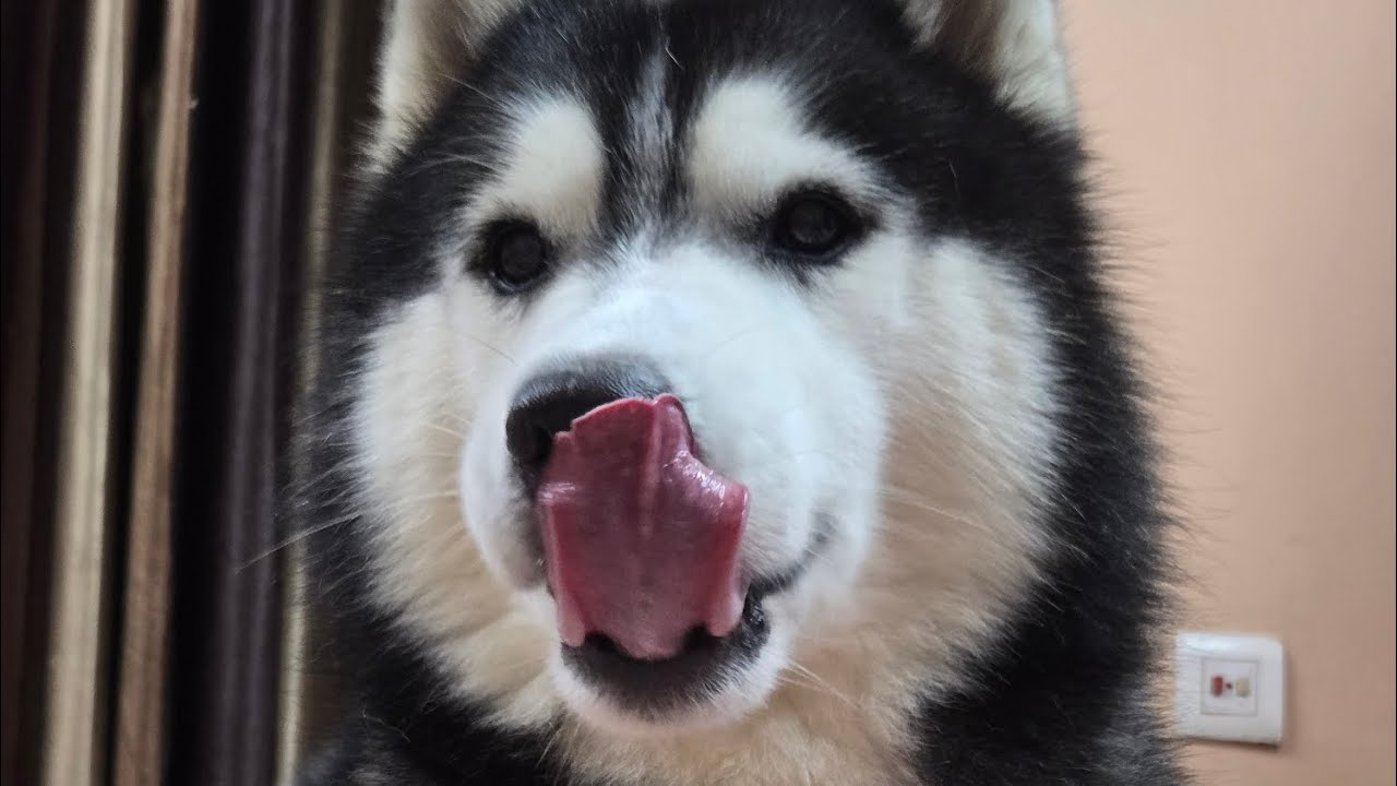DOG 🐶 or WOLF 🐺? This Husky Howl Sounds UNREAL 😱🔥 “Close your eyes & listen 🎧DOG 🐶 or WOLF 🐺? 