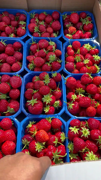 Strawberries #strawberry