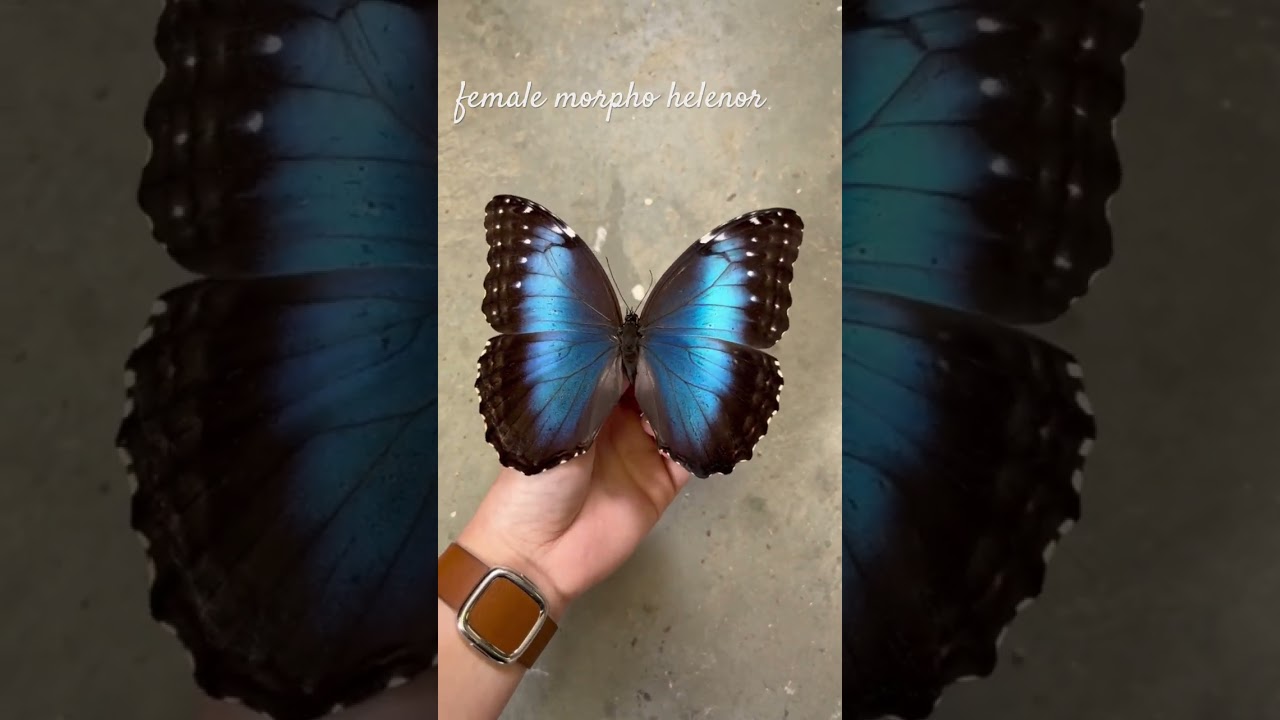 Morpho helenor (female) blue morpho butterfly #entomology