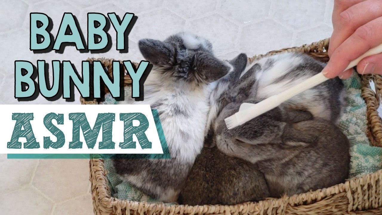 Baby Bunny HARE PLAY ~*ASMR*~