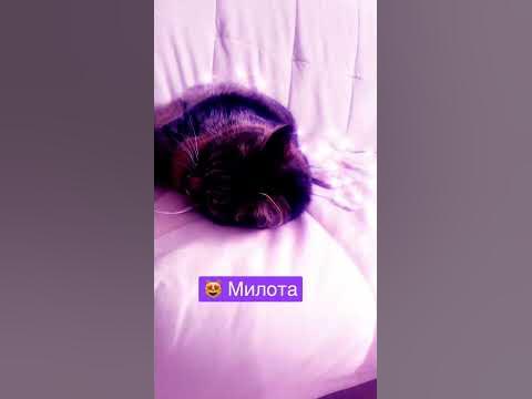 Спящий котик #cat - YouTube