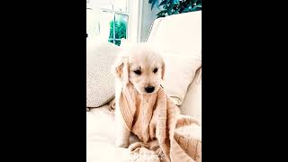 Cute puppy edit