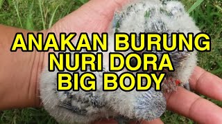 Download lagu Anakkan burung nuri, sukses ternak