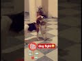 🐕 dog fight 😳 #shorts #funny #love #kittuzaildar