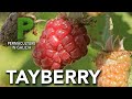 Tayberry culture  permaculture en galice