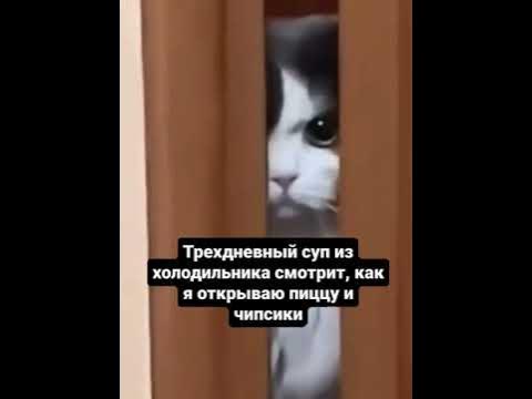 Супчик, пицца и чипсики #кот #мем #чипсики #пицца #безумие #мемы # ...