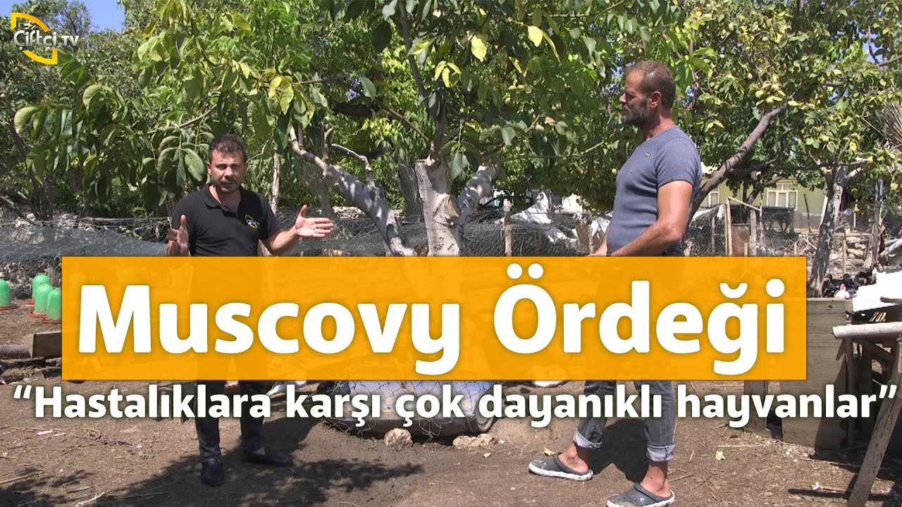 Hastalıklara Karşı Çok Dayanıklı Olan Muscovy Ördekleri - Kanatlı Alemi