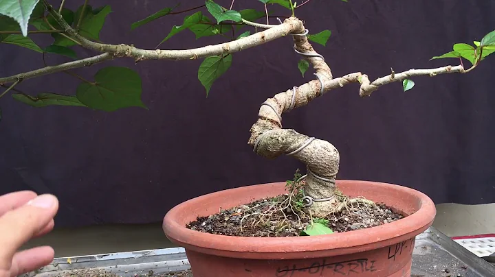Part 1 Hibiscus: How do I make bonsai out of cuttings