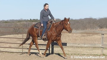 Tunderjuice - bridleless reining turns, low-headed jog, lope-offs, stops!!! - ValleyViewRanch.net