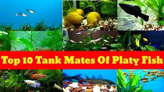 Top 10 Tank Mates Of Platy fish