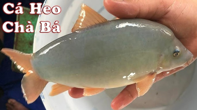 Biện pháp bảo tồn và quản lý