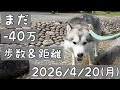 【今日も変わらず-40万/歩数＆距離】取引せず/ハス夫との散歩の歩数＆距離